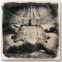 Cityscape Tile Miami University Turtle Statue