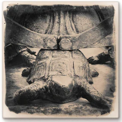 Cityscape Tile Miami University Turtle Statue